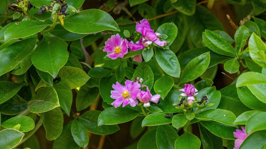 A planta rica em proteína que ficou conhecida como carne vegetal e está chamando atenção na alimentação natural