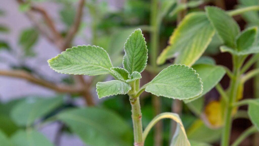 Muitas pessoas estão voltando a cultivar essa planta medicinal que era comum nos quintais de antigamente