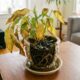Nem luz, nem adubo: este erro com o vaso pode explicar por que sua planta nunca vai para frente