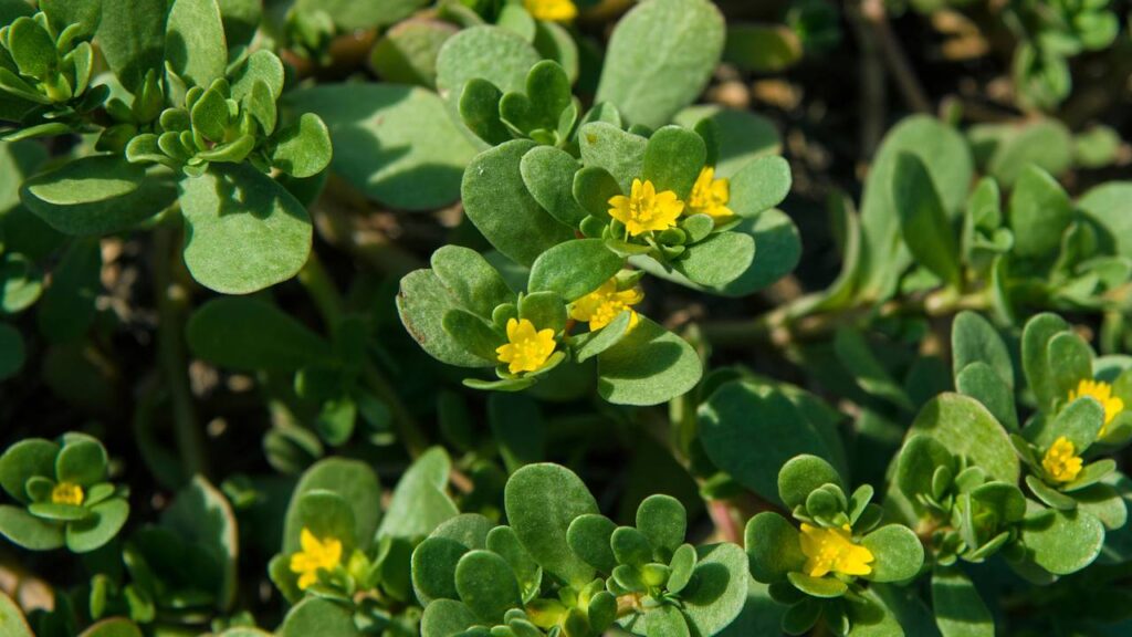 7 plantas lucrativas para cultivar que quase ninguém está produzindo e podem gerar renda