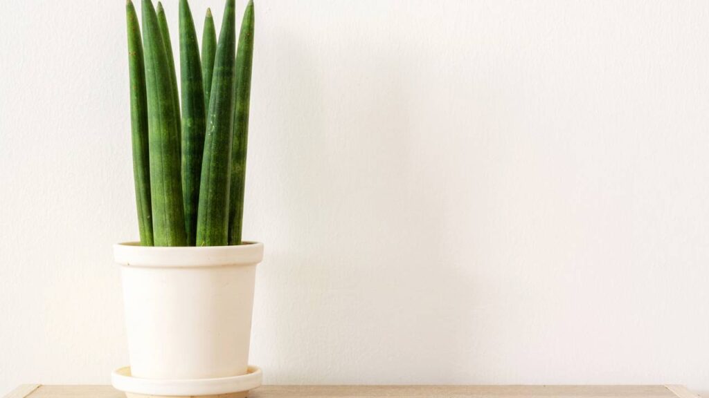 3 Plantas para colocar na porta de entrada que ajudam a proteger e valorizar a entrada da casa