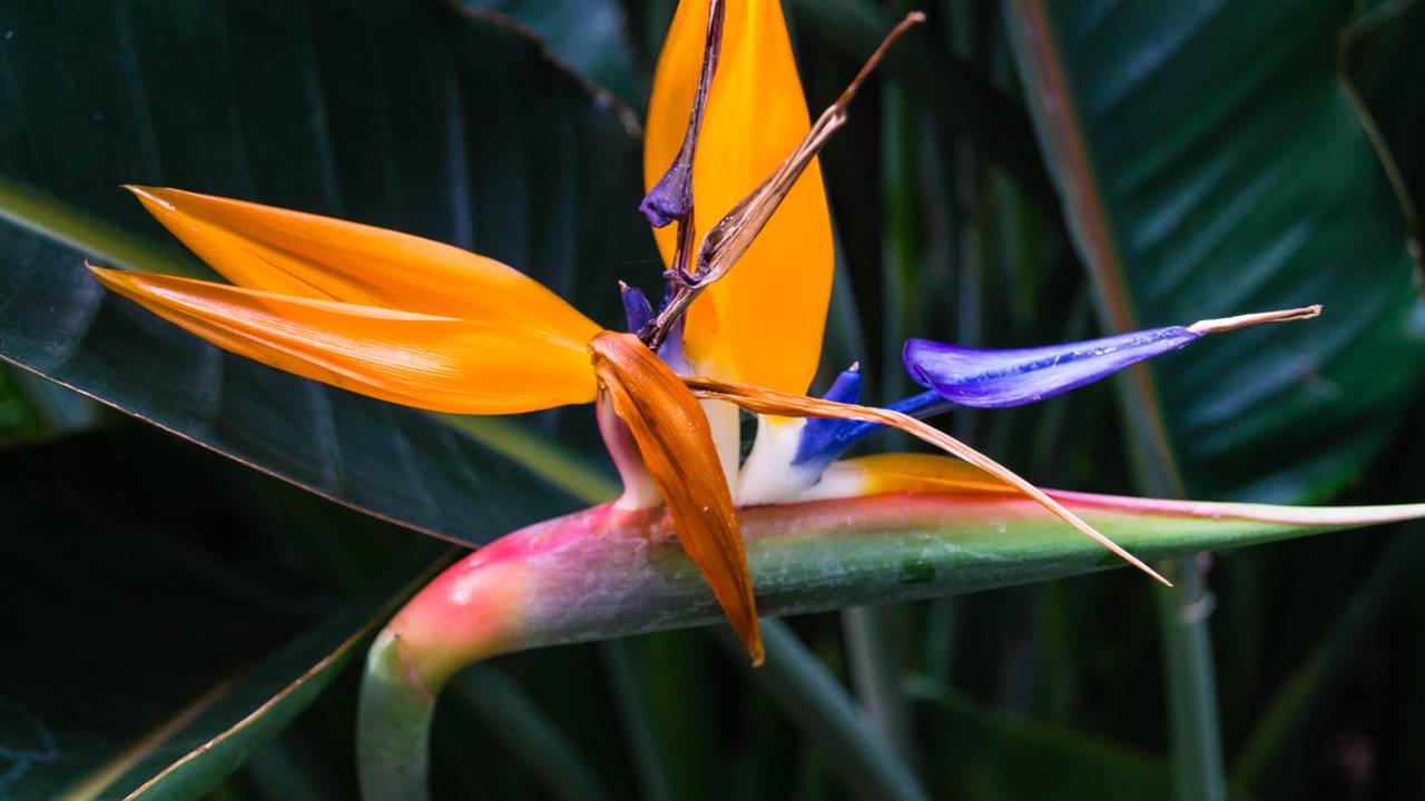 Celebridades estão apostando nessa planta que valoriza a casa e deixa qualquer ambiente mais bonito e elegante