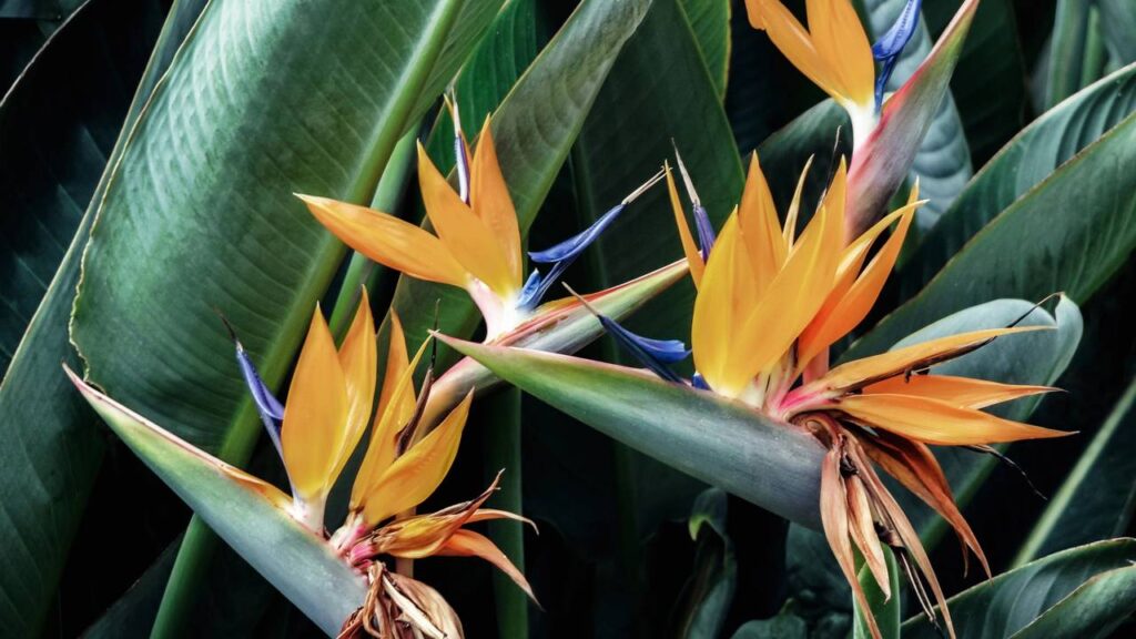 Celebridades estão apostando nessa planta que valoriza a casa e deixa qualquer ambiente mais bonito e elegante