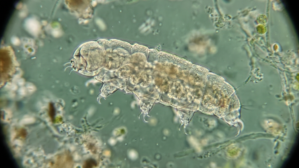 Adeus mito das baratas: esse animal microscópico é o mais resistente da Terra segundo estudo científico