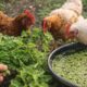 3 plantas que podem ajudar a alimentar galinhas sem depender tanto da ração