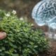 A planta usada há séculos que pode apoiar memória e foco mental