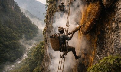 No Nepal, homens desafiam penhascos imensos para colher um mel raro que pode intoxicar