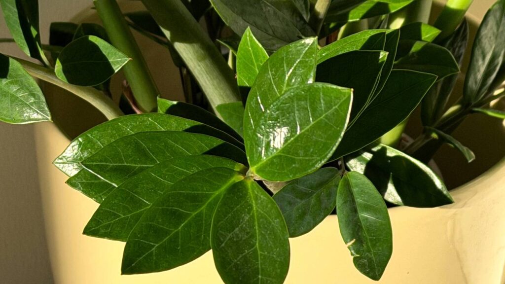 5 Plantas que ajudam a dormir melhor e são ideais para deixar o quarto mais calmo e agradável