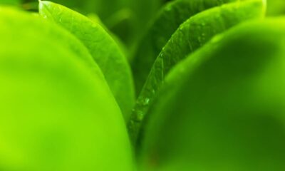 Plantas que atraem dinheiro e prosperidade segundo o Feng Shui e que muita gente cultiva em casa