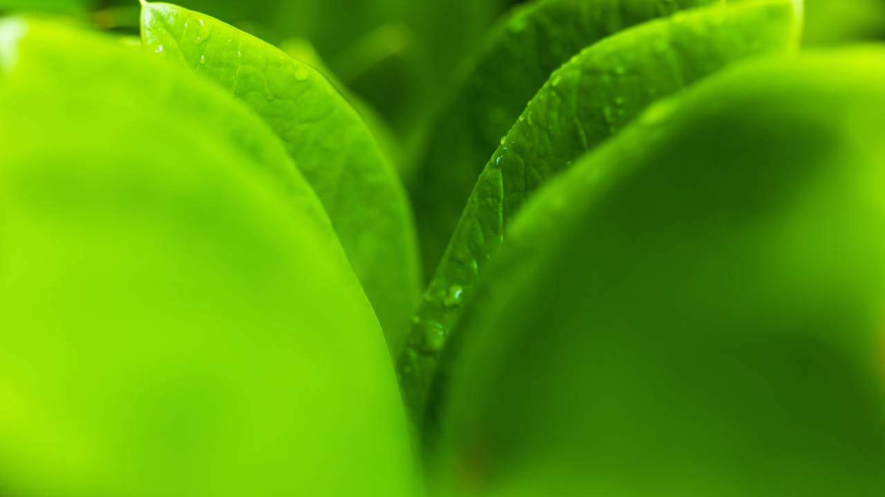 Plantas que atraem dinheiro e prosperidade segundo o Feng Shui e que muita gente cultiva em casa