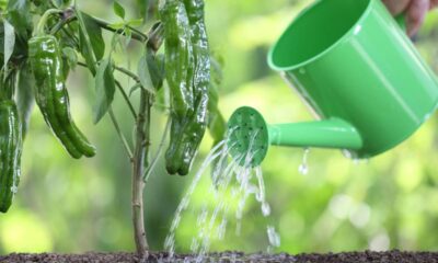 O líquido que transforma folhas em adubo em apenas 3 dias e está chamando atenção de quem tem plantas