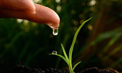 Como fortalecer mudas de plantas com apenas 2 gotas e deixar os caules muito mais grossos e resistentes