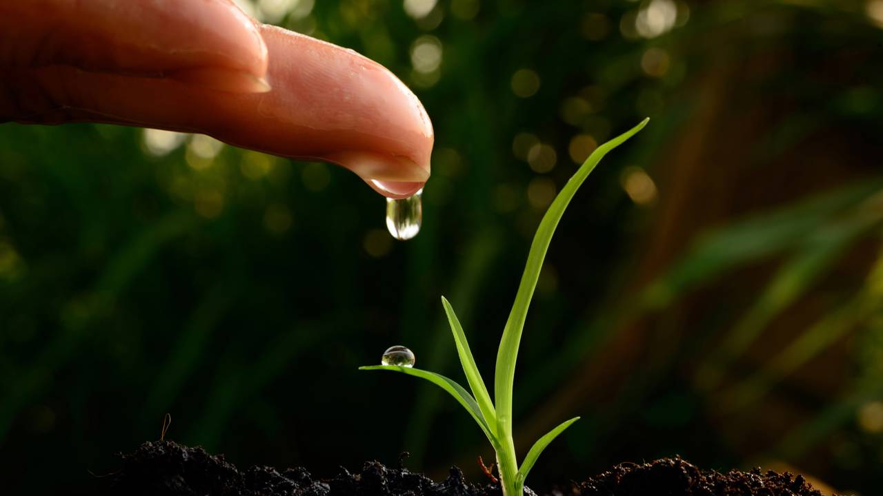 Como fortalecer mudas de plantas com apenas 2 gotas e deixar os caules muito mais grossos e resistentes