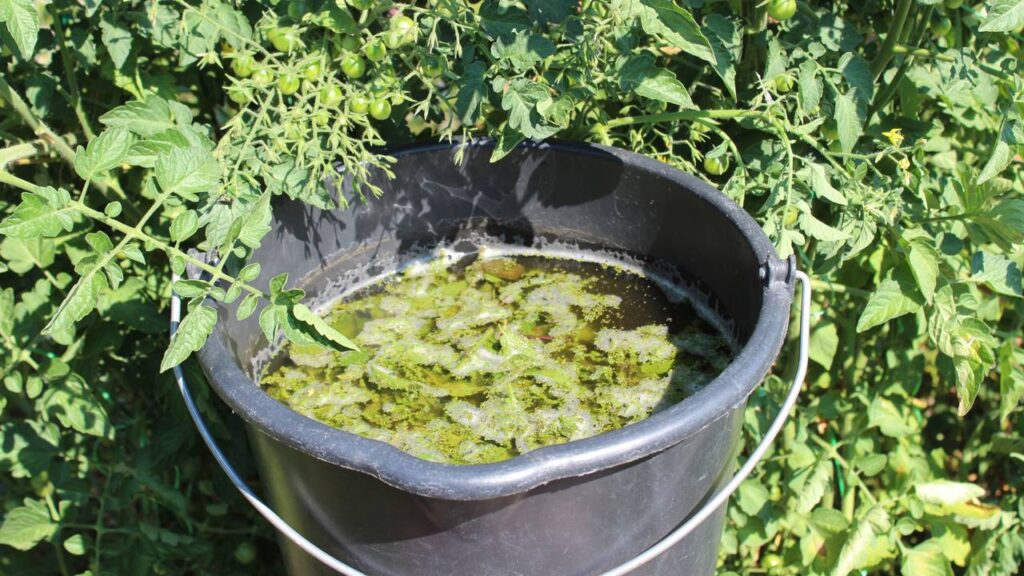 O líquido que transforma folhas em adubo em apenas 3 dias e está chamando atenção de quem tem plantas