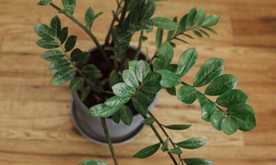 Planta zamioculca de folhas verdes em vaso cinza sobre chão de madeira, vista superior.