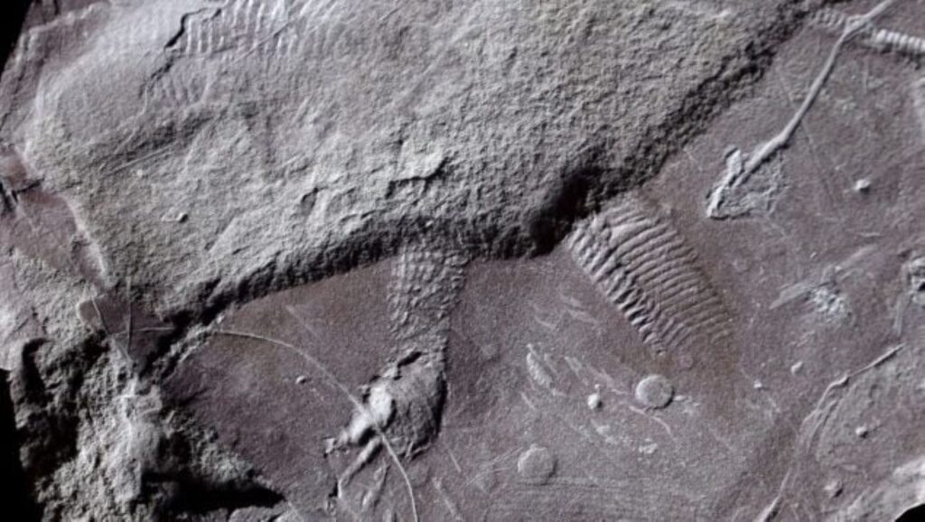 Cientistas encontram fóssil de 290 milhões de anos com cloaca preservada na Alemanha