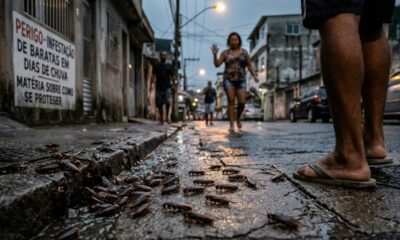 Baratas em rua molhada. Pessoa com chinelos. Placa: 'INFESTAÇÃO DE BARATAS EM DIAS DE CHUVA'.