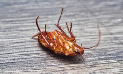 Misturinha caseira contra ratos e baratas promete acabar com infestações em poucos minutos