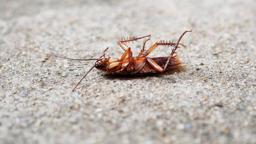 Misturinha caseira contra ratos e baratas promete acabar com infestações em poucos minutos
