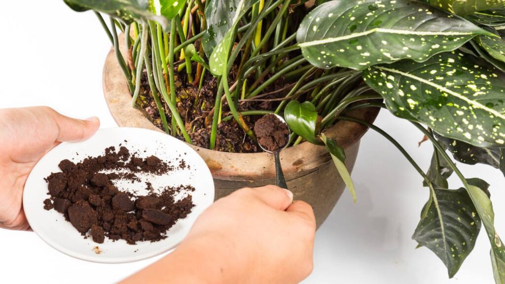 Quer plantas mais verdes e fortes? Esse ingrediente simples está surpreendendo quem começou a usar