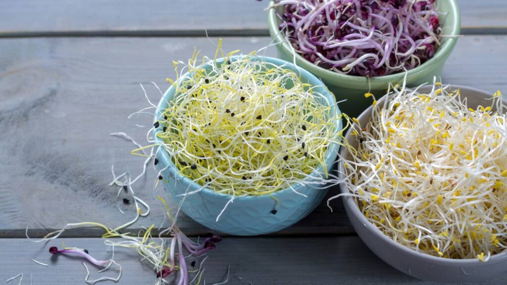 Benef&iacute;cios dos brotos para sa&uacute;de e como incluir esse alimento poderoso na alimenta&ccedil;&atilde;o