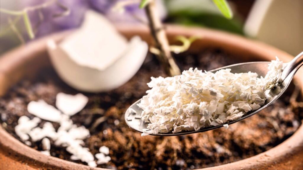 Pouca gente imagina que esse ingrediente de cozinha pode ajudar plantas a crescerem melhor no vaso