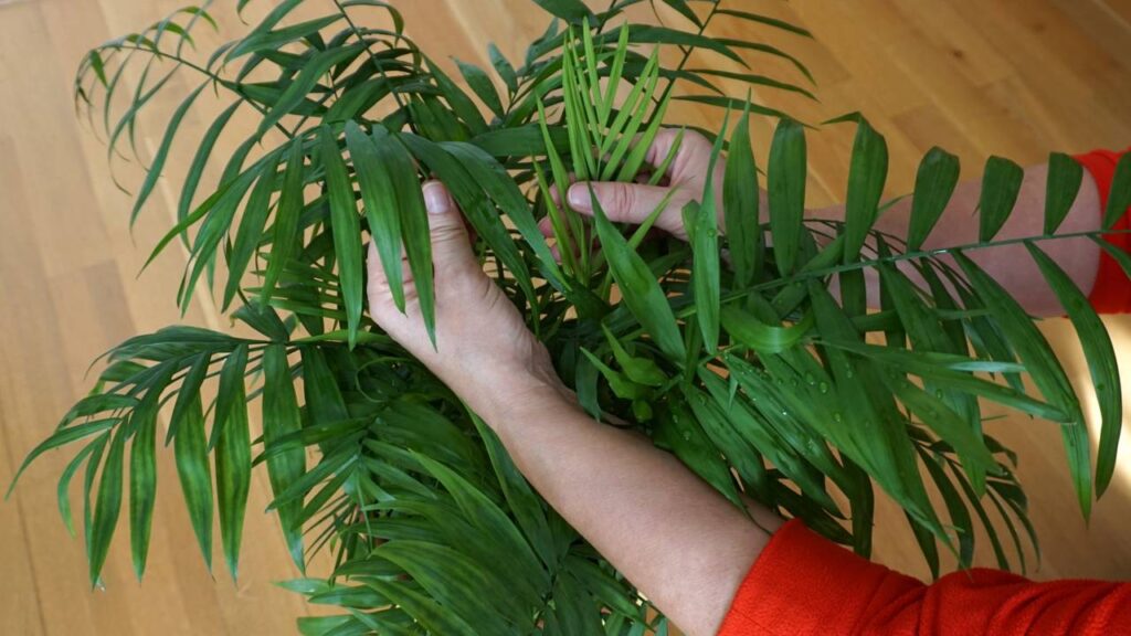 Chamaedorea elegans se destaca como a palmeira perfeita para ambientes internos