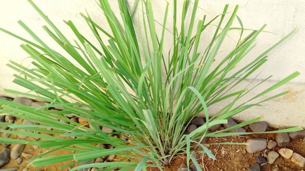 A planta que afasta mosquitos e ainda deixa o jardim perfumado está voltando a aparecer em muitos quintais