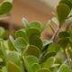 Planta clúsia para que serve e por que ela virou uma das favoritas na jardinagem e paisagismo