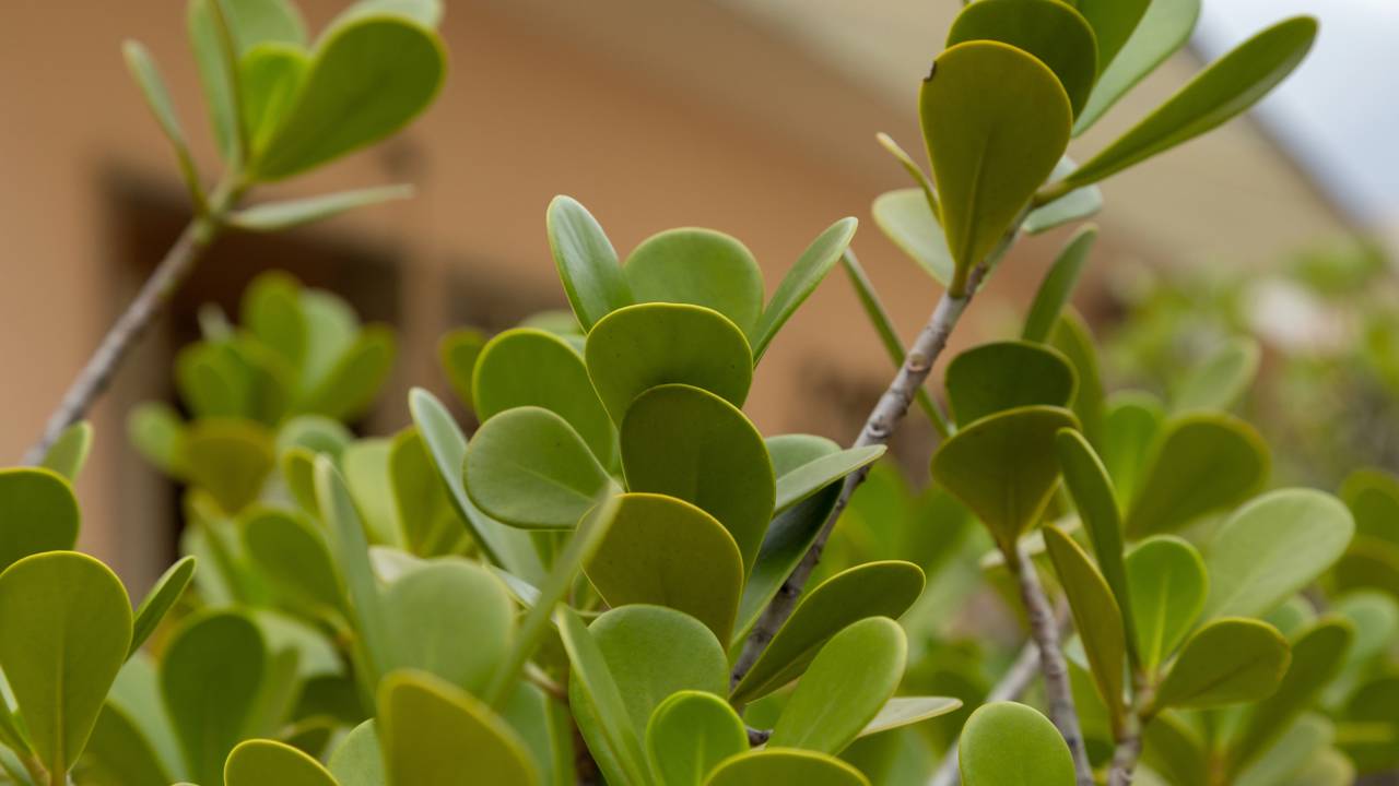 Planta clúsia para que serve e por que ela virou uma das favoritas na jardinagem e paisagismo