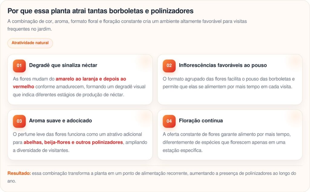 Jardineiros escolhem lantana por ser resistente, colorida e atrair vida ao jardim