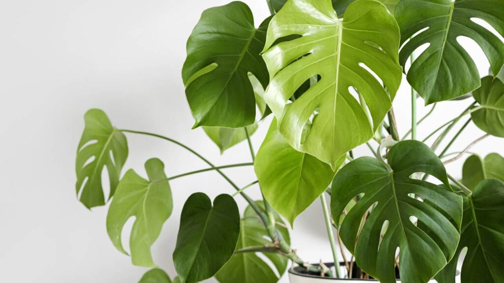 10 plantas grandes para dentro de casa que podem transformar a decoração dos ambientes