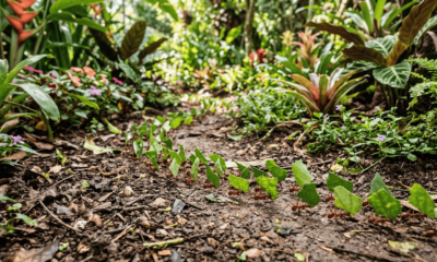 5 truques caseiros para afastar formigas saúvas das suas plantas sem usar veneno
