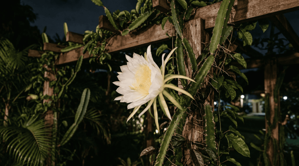 Plantar pitaya em casa surpreende pela beleza da flor e pelo preço que a fruta alcança no mercado