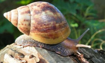 Caramujo-gigante-africano com casca marrom espiralada e corpo escuro rastejando sobre madeira.