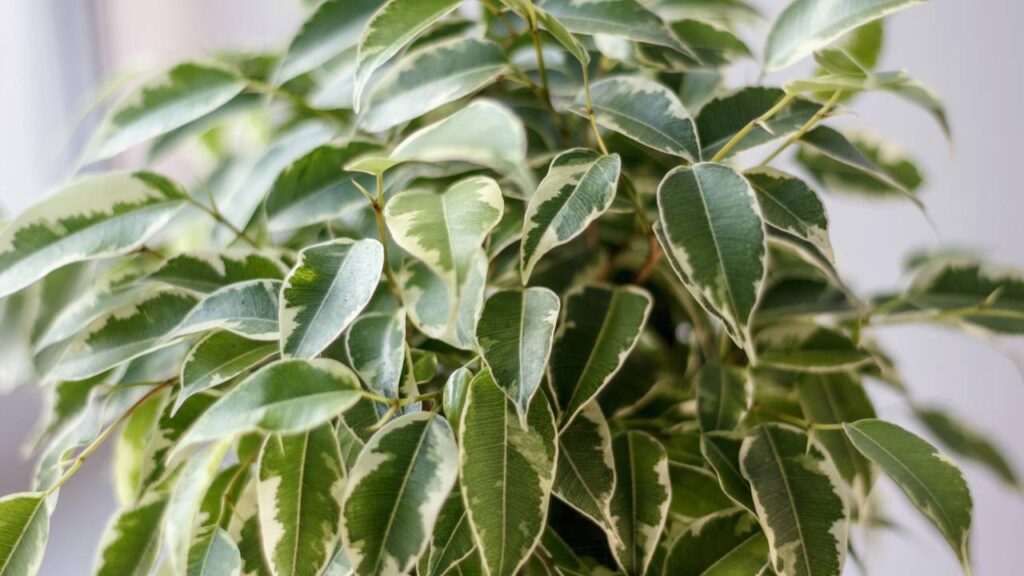 Como manter ficus benjamina bonita e cheia de folhas verdes