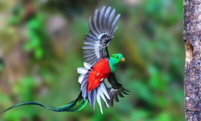 Quetzal: uma das espécies favoritas dos observadores de aves