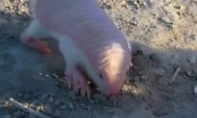 Fada Rosa, menor tatu do mundo, volta a aparecer em Mendoza