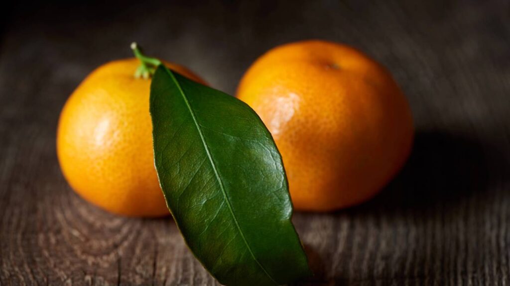 Os principais benefícios da folha de laranja e por que muita gente começou a usar no dia a dia