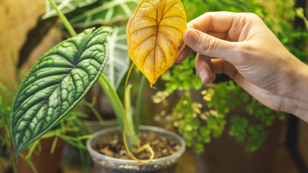 Planta amarelando pode ser sinal de erro comum e esse cuidado pode ajudar a reverter