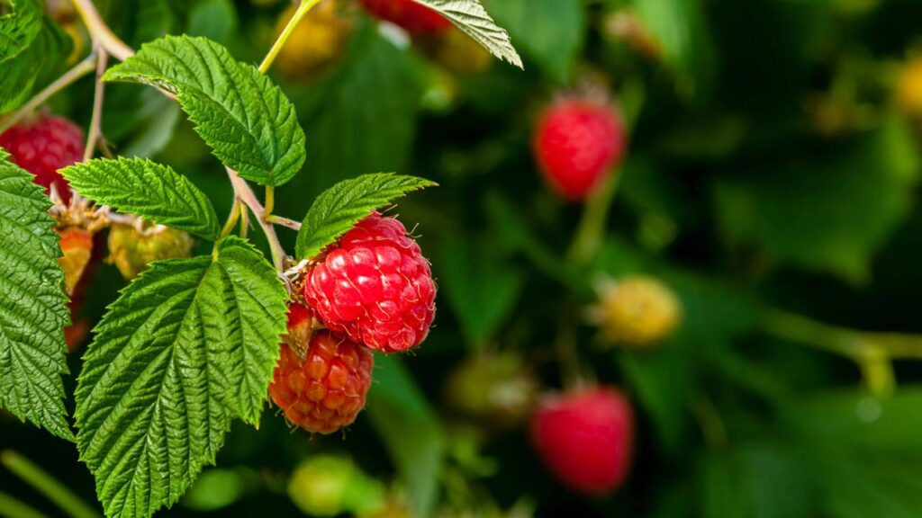 Como plantar framboesa e ter uma planta produtiva mesmo em pouco espaço