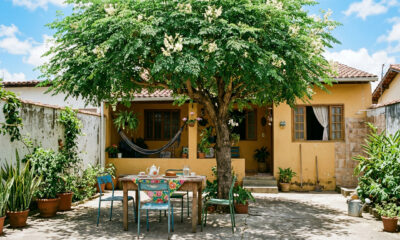 A árvore africana que cresce rápido no quintal pequeno, faz sombra no verão e não racha a calçada com as raízes