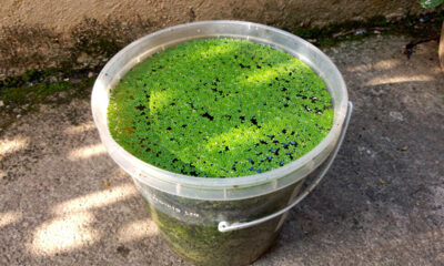 Produção simples de proteína usando apenas água, luz e um recipiente