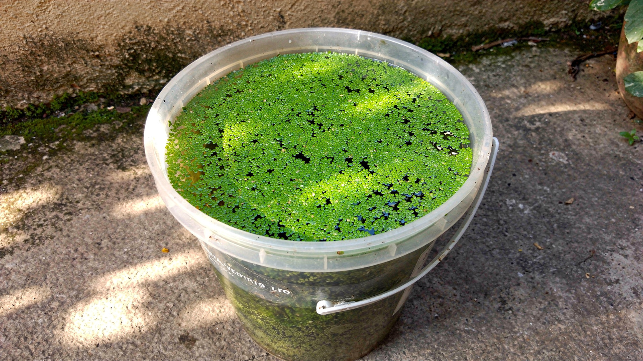 Produção simples de proteína usando apenas água, luz e um recipiente