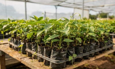 Como produzir mudas de maracujá com qualidade e aumentar as chances de ter plantas fortes
