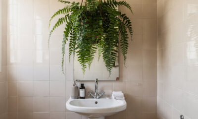 5 plantas para decorar o banheiro que se adaptam bem à umidade e ainda trazem benefícios para o ambiente