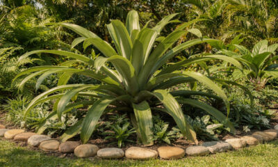 Bromélia imperial no jardim pode transformar qualquer espaço em um cenário tropical