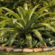 Bromélia imperial no jardim pode transformar qualquer espaço em um cenário tropical