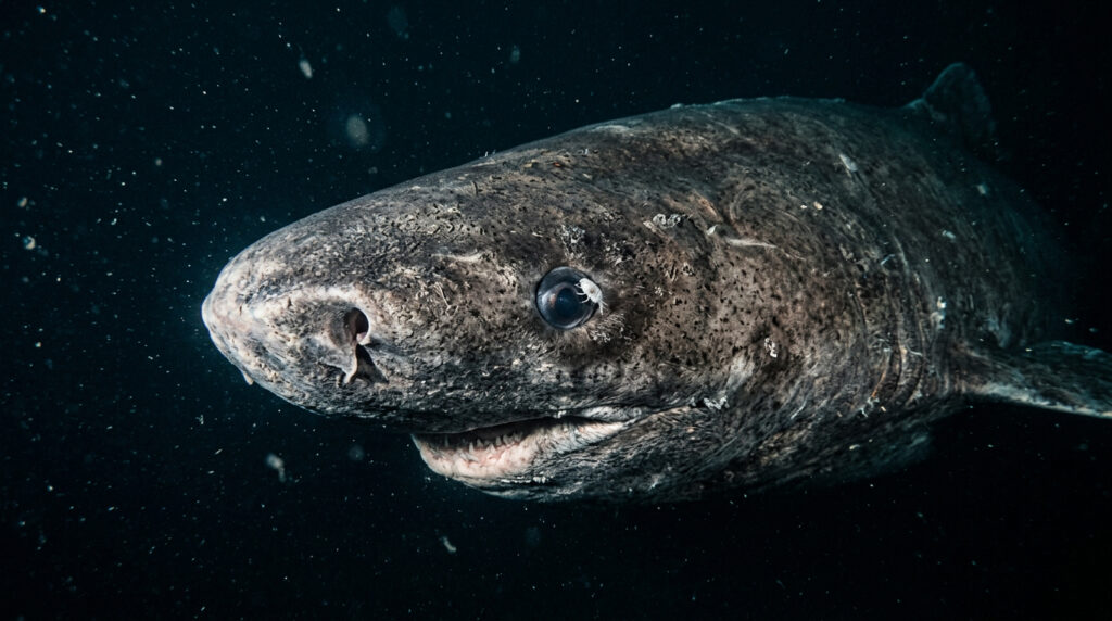 Cientistas fazem descoberta histórica: um tubarão de 399 anos, nascido em 1627 foi localizado no Oceano Ártico