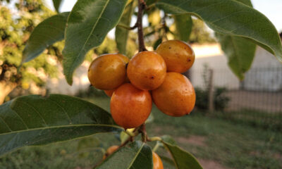 Essa fruta antiga era comum nos quintais e nas feiras do passado, mas hoje quase ninguém lembra que ela existia